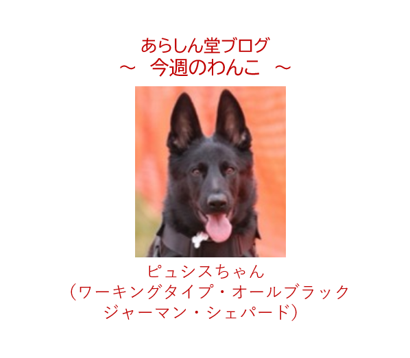 今週のわんこ|希少な訓練血統犬—ピュシスちゃんの魅力