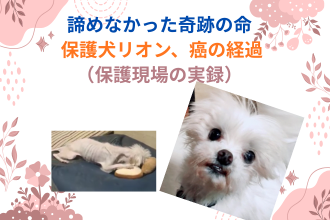 諦めなかった奇跡の命── 保護犬リオン、癌の経過(保護現場の実録)