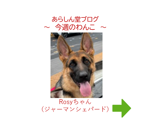 今週のわんこ|azuちゃんの子分、ぼて顔パピーRosy──群れに育てられるシェパードの成長記録