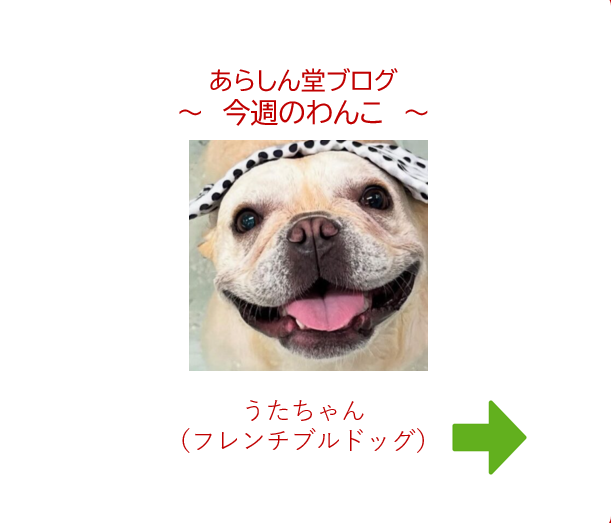 🐶今週のわんこ|フレンチブルドッグと暮らすやさしい日常―うたちゃんが教えてくれた家族のかたち