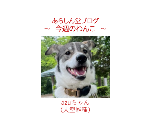 今週のわんこ|野犬出身azuが教えてくれた「群れのルール」─保護犬を支え白い姉御の静かな力