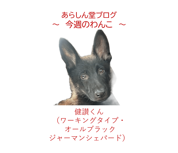 今週のわんこ|オールブラック・ジャーマンシェパード健讃くん―優しすぎるパリピBOYの成長記録🐾