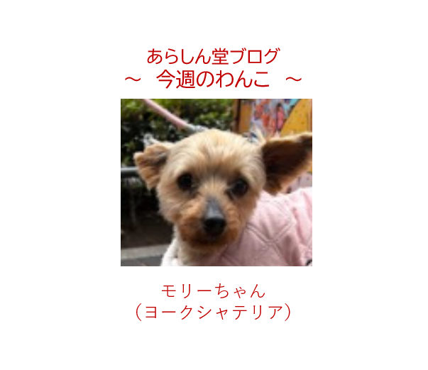 今週のわんこ|保護犬ヨーキー・モリーちゃんの春旅物語—花柄ドレスで修善寺へ、小さな勇気のバスツアー