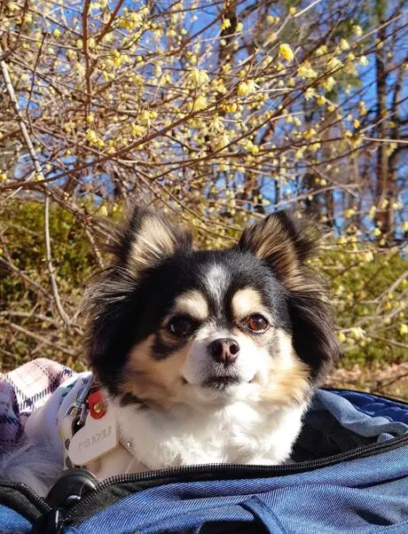 今週のわんこ｜可愛くないと思ったあの日から～すずちゃんが教えてくれ