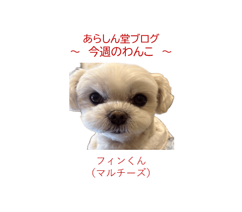 今週のわんこ|アイムホームで出会った“たまたま”の奇跡~着物×レースドレスのかわいい午後🍀