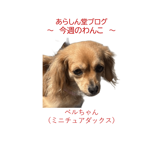 🐾今週のわんこ|海老名サービスエリアで出会ったミニチュアダックス・ベルちゃん~犬連れお出かけガイド付き