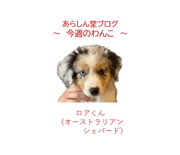 今週のわんこ🐾オーストラリアンシェパード「ロアくん」ブルーマール×オッドアイの運命の出会いと全力笑顔の日々