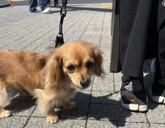 🐾今週のわんこ｜海老名サービスエリアで出会ったミニチュアダックス