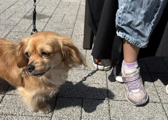🐾今週のわんこ｜海老名サービスエリアで出会ったミニチュアダックス