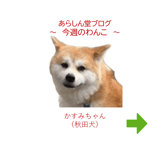 🐶今週のわんこ|秋田犬かすみちゃん、桜の花に包まれて~