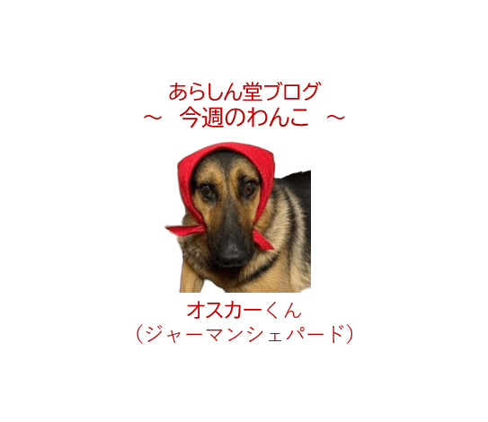 🐶今日のわんこ|優しき紳士の物語~9歳で家族になったオスカーくんの穏やかな第二の人生