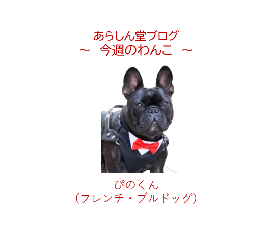 🐶今週のわんこ|フレブルぴのくん🐶嵐の日の運命の出会い