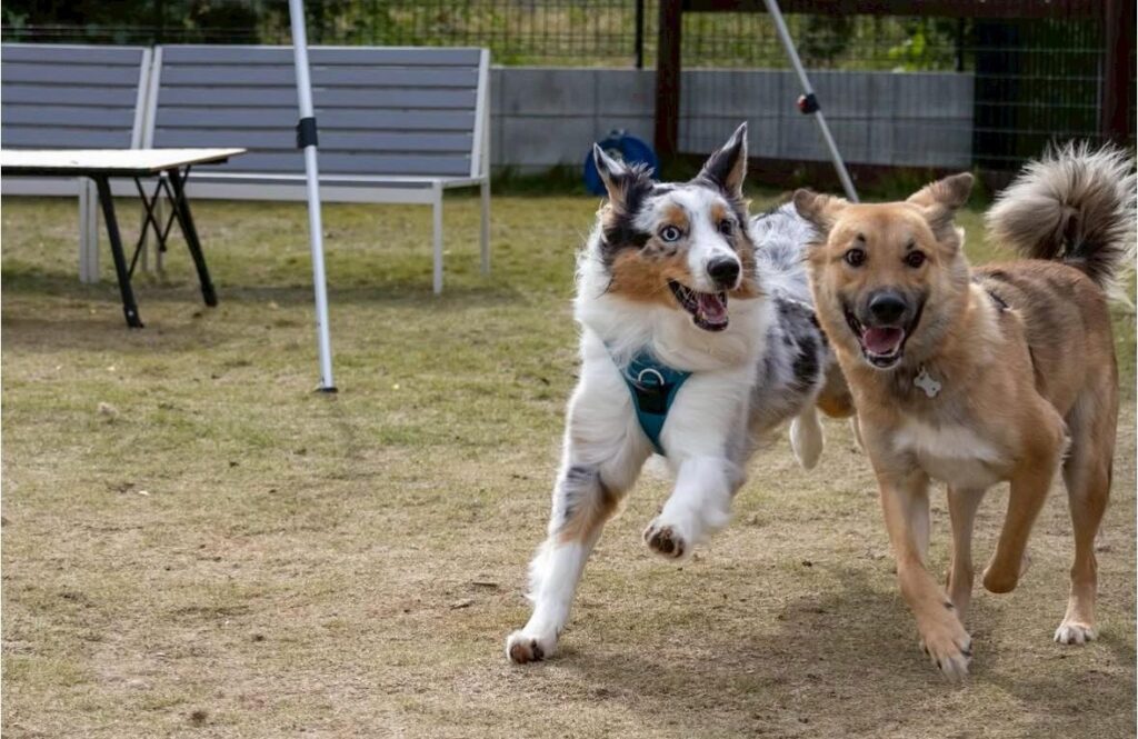 お友達と走るテディくん