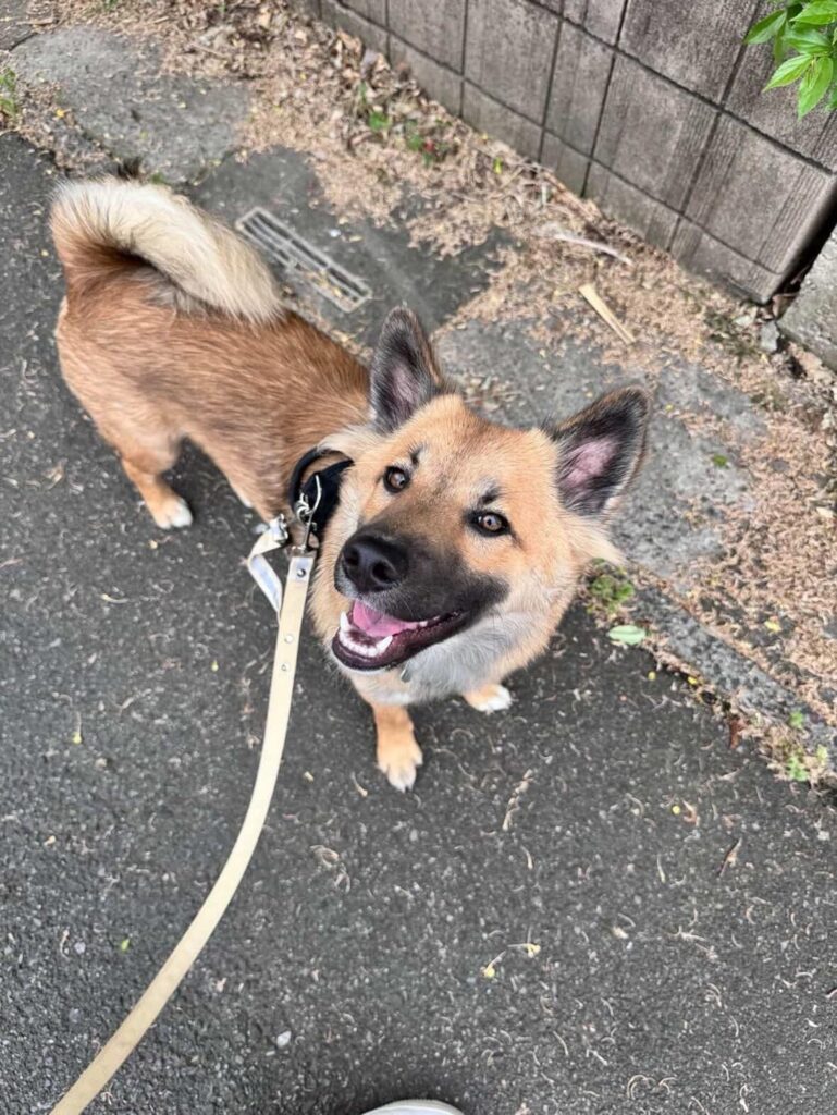 お散歩中のテディくん