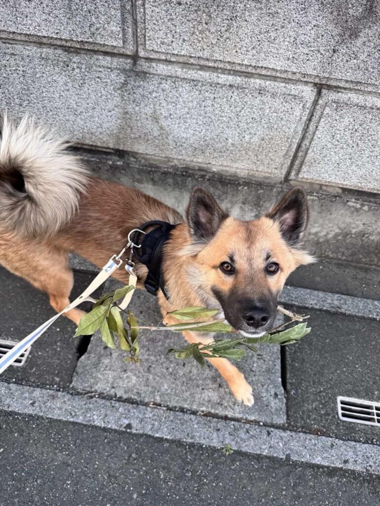 枝をくわえるテディくん