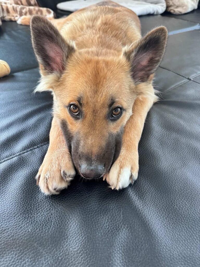 甘えるテディくん