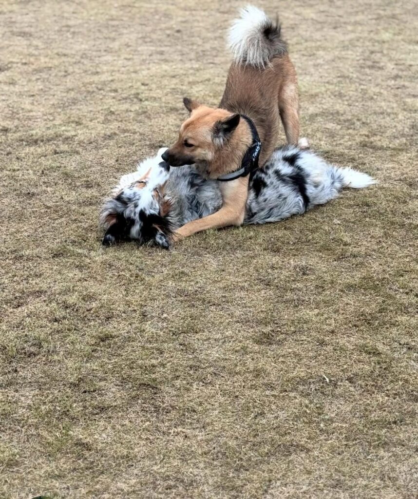 ワンプロ中のテディくん
