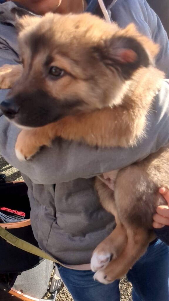 パピー時代のテディくん