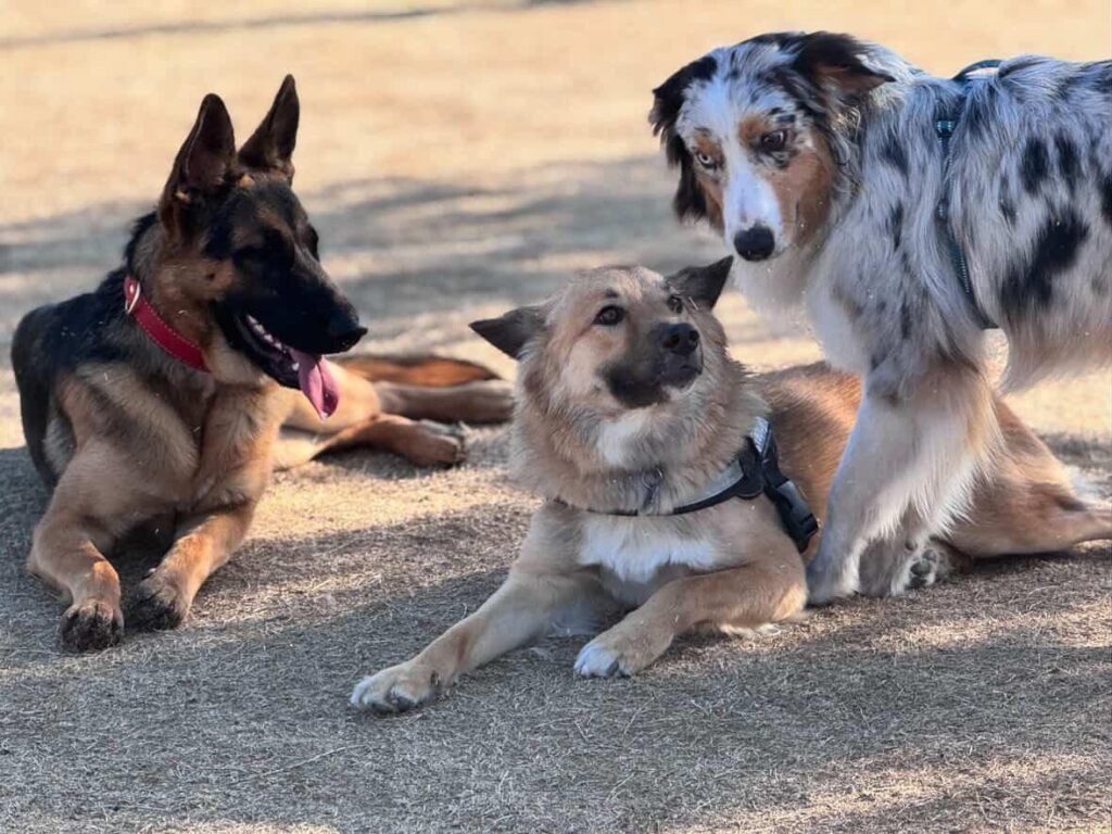 お友達と一緒のテディくん