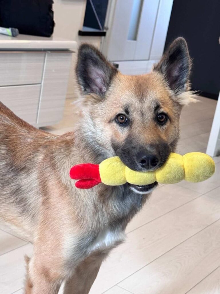 おもちゃをくわえるテディくん