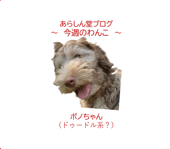 🐾今週のわんこ|悲しみを乗り越えて繋がった命。天真爛漫なパピーのボノちゃん