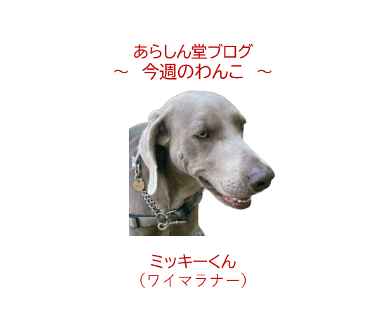 🐾 今週のわんこ |わんダフルフェスに頼もしき銀色の猟犬・ワイマラナー、ミッキーくん登場