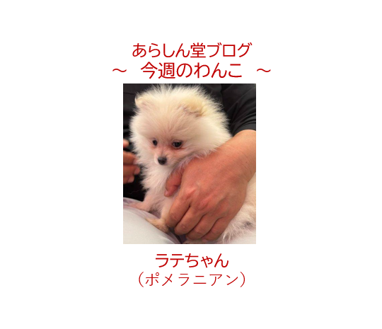 🐶今週のわんこ|ポメラニアンの子犬(生後2ヶ月)ラテちゃんをお迎え!先代犬との絆