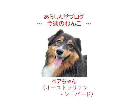 🐶今週のわんこ|オーストラリアンシェパードのベアちゃん!性格や魅力を大公開