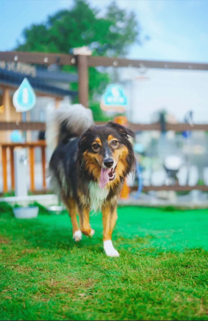 🐶今週のわんこ｜オーストラリアンシェパードのベアちゃん！性格や魅力