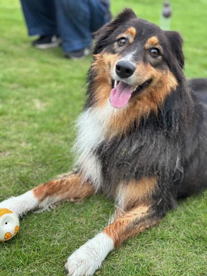 🐶今週のわんこ｜オーストラリアンシェパードのベアちゃん！性格や魅力