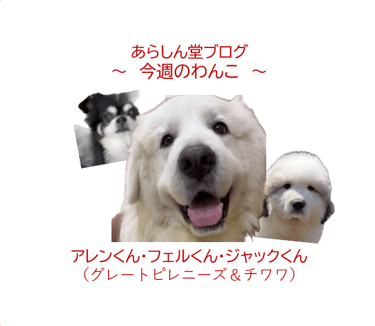 🐾今週のわんこ| 立川で出会った白くて大きなわんこたち――グレートピレニーズ兄弟とチワワ、のんびり3頭散歩