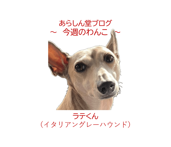 🐾今週のわんこ|カミナリも嵐も母ちゃんも怖い!イタグレ・ラテくんの完璧すぎる逃避術