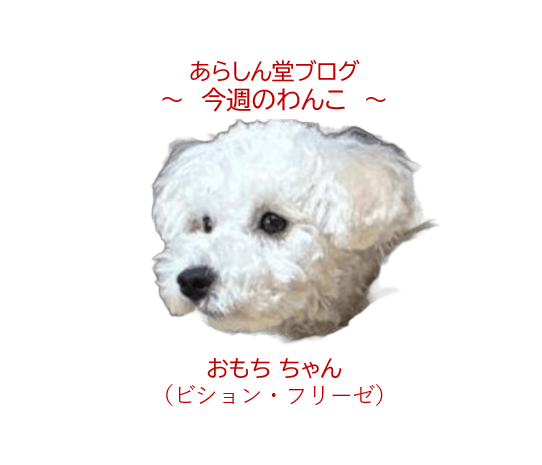 🐾今週のわんこ|ビションのおもちちゃん~ふわもこ白犬がおうちの殺伐を救った話