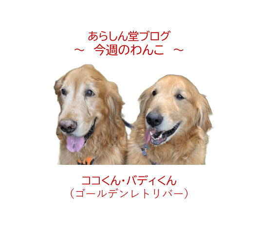 🐾今週のわんこ|憧れの光景!ゴールデン2頭が教えてくれる多頭飼いの楽しさとリアル