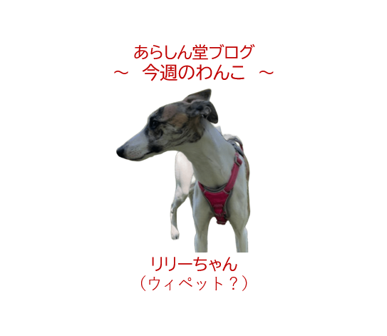 🐾今週のわんこ|しなやかな美少女リリーちゃんと、マニアックなスタッフ大興奮のグッズ!?