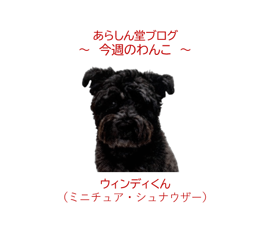 🐾今週のわんこ|番犬、おやつには勝てず。ミニチュア・シュナウザー ウィンディくん