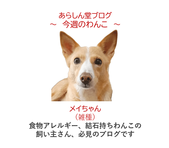 🐾今週のわんこ|メイちゃん11歳~食物アレルギー&尿結石を乗り越えた愛犬ごはん実践記