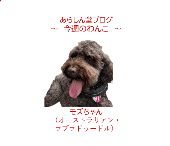 🐾今週のわんこ|【青梅・澤乃井園】雨の日でも楽しめる愛犬とのお出かけ~ラブラドゥードルのモズちゃん