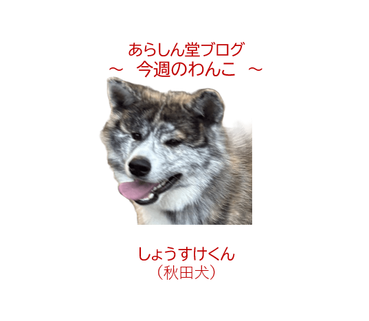 🐾 今週のわんこ|やんちゃ盛りの秋田犬しょうすけくん~虎毛のまだら模様と成長期の体つきが魅力