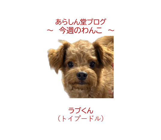 🐾今週のわんこ|人懐っこすぎるトイプードルの男の子ラブくん~スーパー駐車場での出会いともうすぐ1歳の誕生日