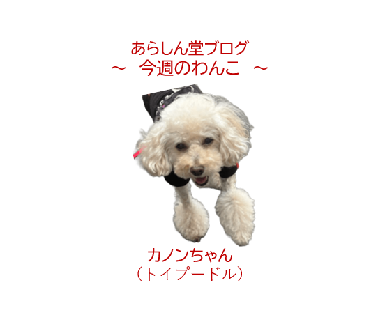 🐾今週のわんこ|12歳半のトイプードル・心臓をいたわりながら元気に歩く”足元ブーツカット”の秘密~カノンちゃん