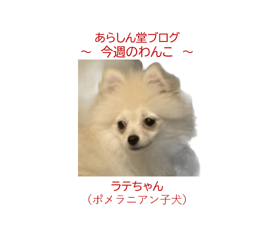 🐾今週のわんこ|ポメラニアンの「サル期」とは?~生後6ヶ月ラテの成長記録