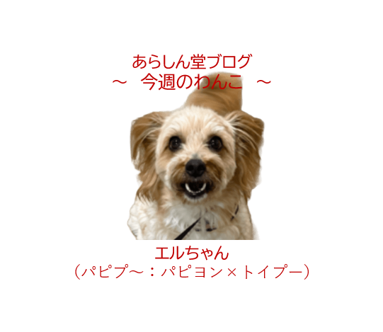 🐾今週のわんこ|パピヨン×トイプードルのミックス犬「エルちゃん」~甘えん坊で人懐っこい性格の魅力とは