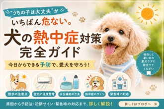 犬の熱中症対策完全ガイド|暑さ対策の具体策と夏バテ防止の栄養