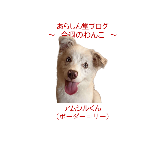 🐾今週のわんこ|ボーダー・コリーのアムシルくん~珍しいイザベラマールとダイクロイックアイのミラクルボーイ