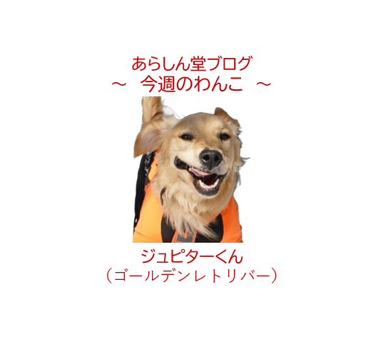 🐾今週のわんこ|ゴールデンレトリバー・ジュピターくんの毎日~ドッグラン、SUP、水遊び、雪遊びが大好き!
