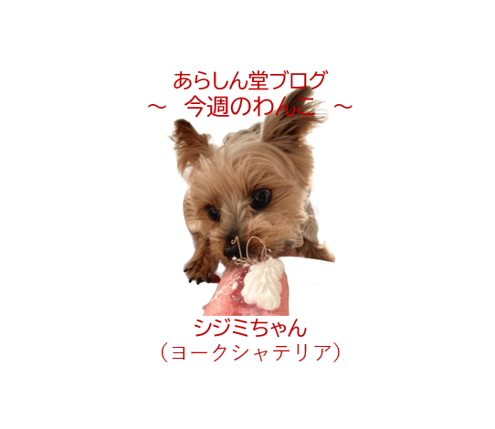 🐾今週のわんこ|保護犬ヨークシャテリア「シジミ」11歳~運命の出会いと食いしん坊エピソード
