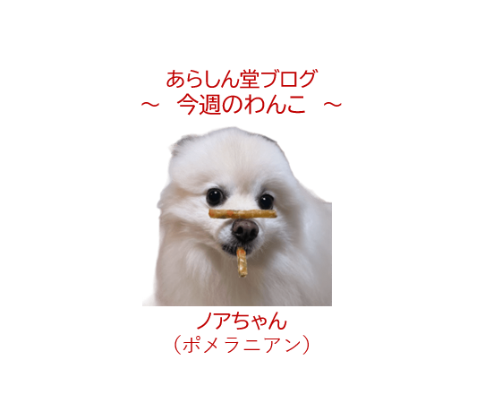 🐾今週のわんこ|鼻の上でおやつをマテ!12歳のポメラニアン・ノアちゃん、お利口伝説