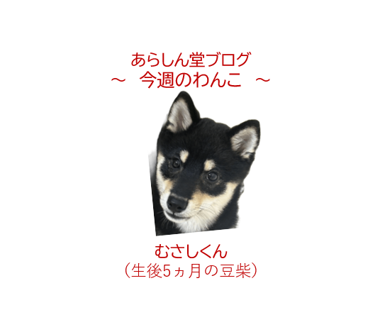 🐾今週のわんこ|豆柴むさしくん、生後5ヵ月で4.2kg!柴犬との違いはなんでしょう?
