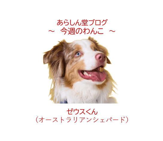 🐾今日のわんこ|オーストラリアン・シェパードの性格は?ディスクとジャンプが得意な仲間想いのゼウスくん